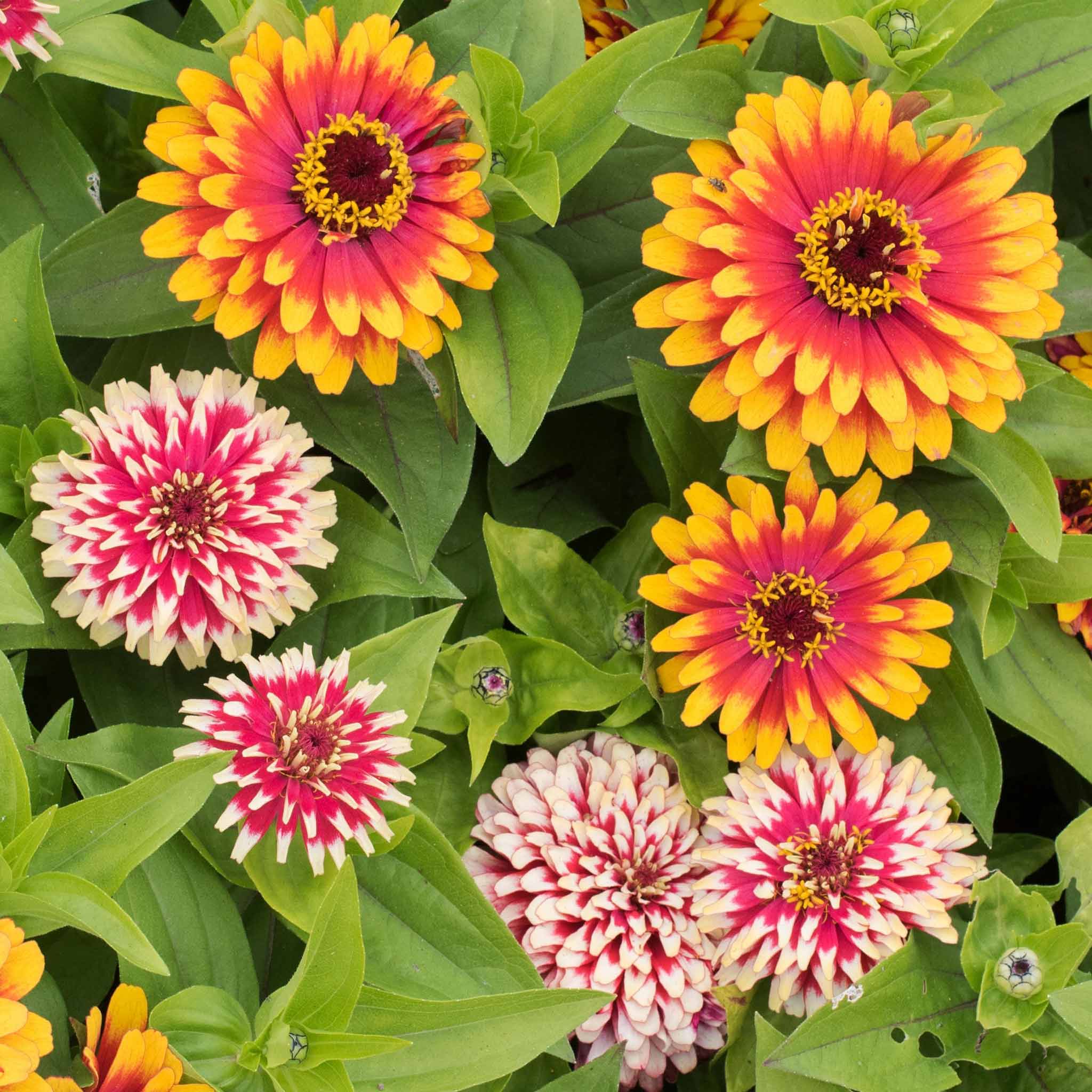 Zinnia Swizzle Mix Color Seeds