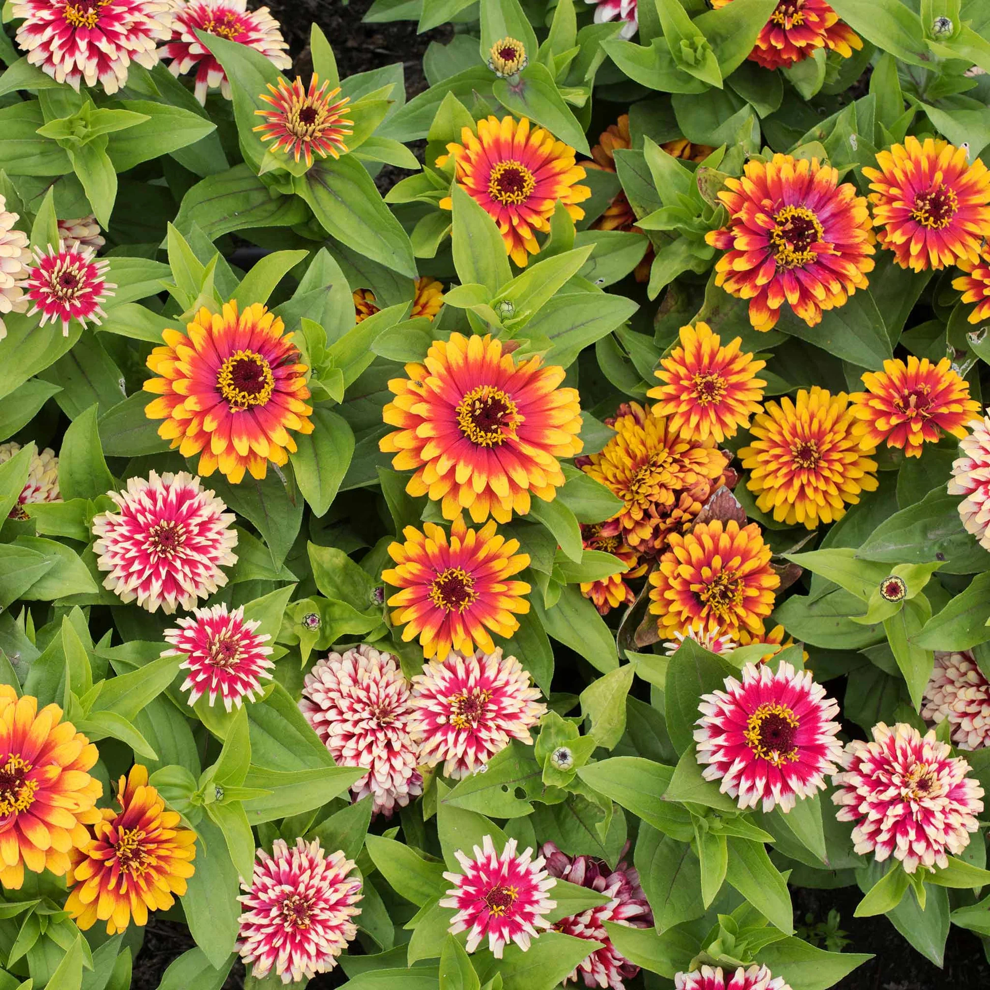 Zinnia Swizzle Mix Color Seeds