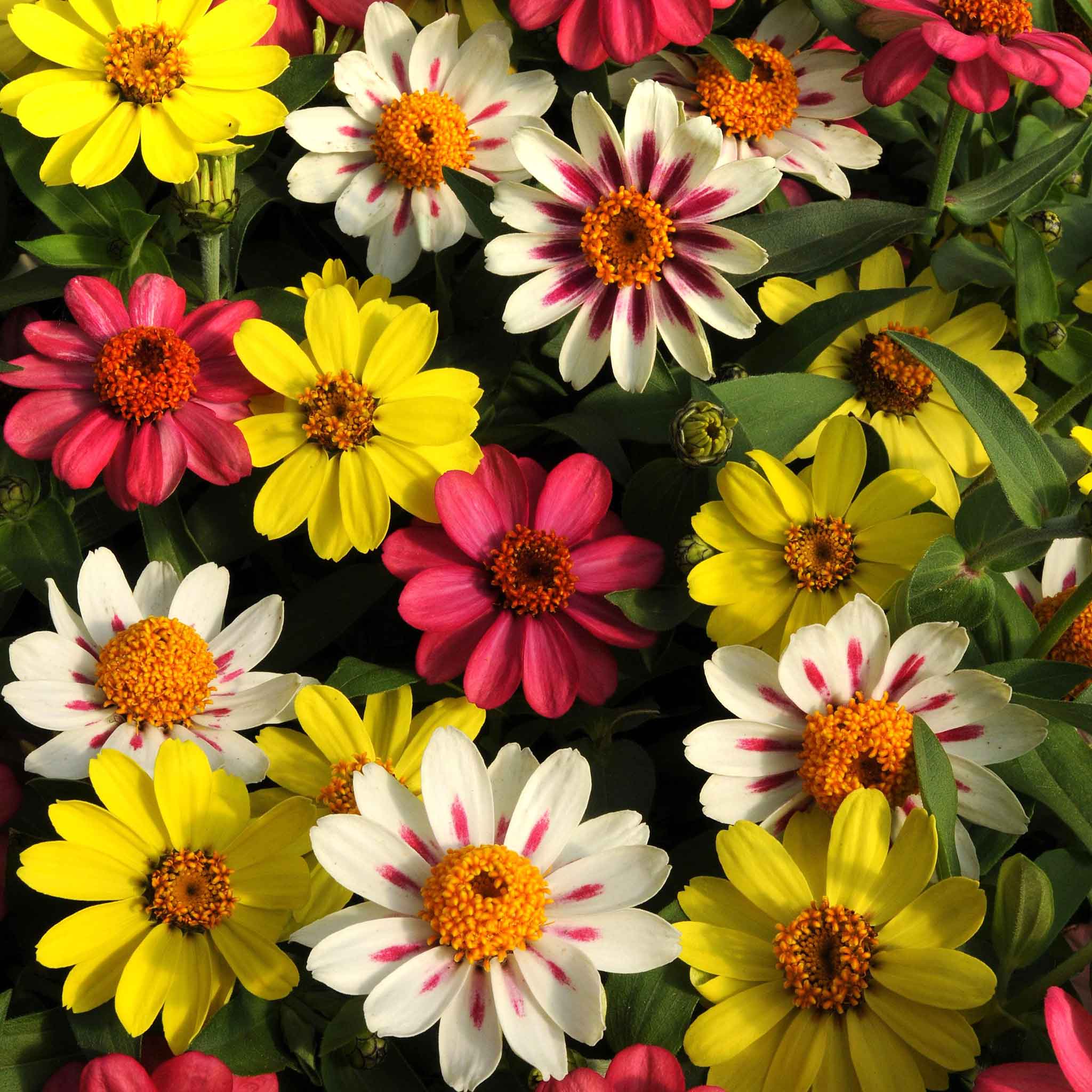 lovely Giant Zinnia mix Seeds