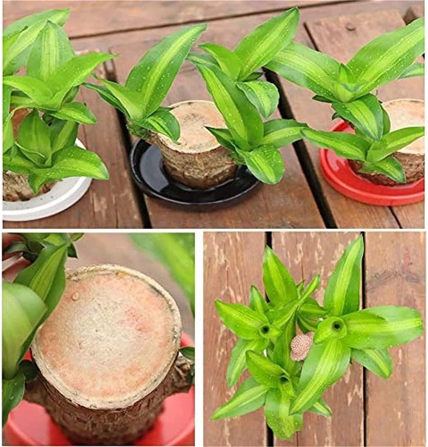 Lucky Brazil Wood Potted Plant lucky-brazil-wood-potted-plant