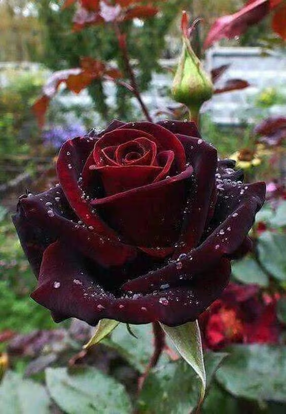 Black Baccara True Blood Hybrid Tea Rose Flower Seeds