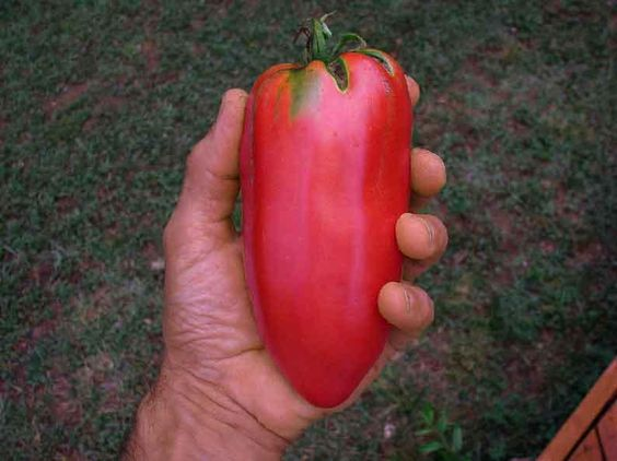 NON GMO Tomato Red Banana Seeds