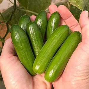 Thorn-less Mini Cucumber Seeds