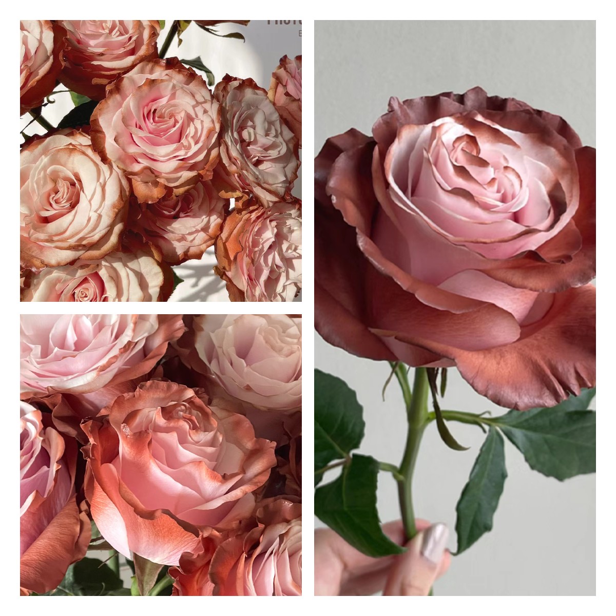 🌹Ecuadorian Roses - Rare Roses