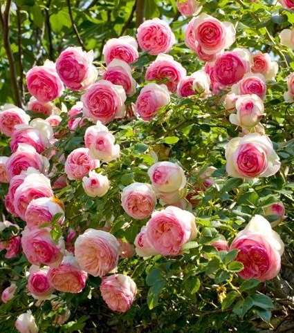 Rosa Eden-Pierre de Ronsard Seeds