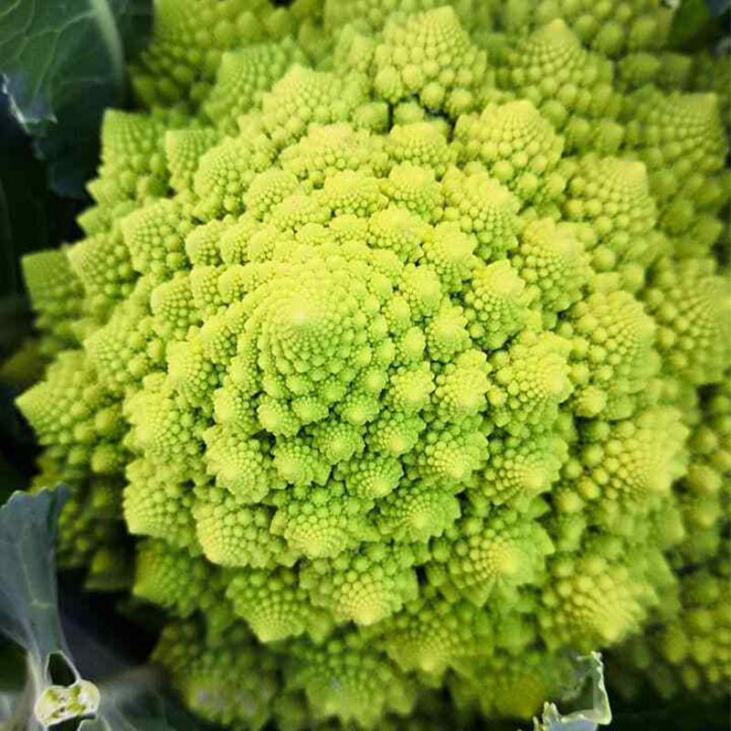 Heirloom Cauliflower - Broccoli ''Romanesco Precoce'' ~50/100 Seeds