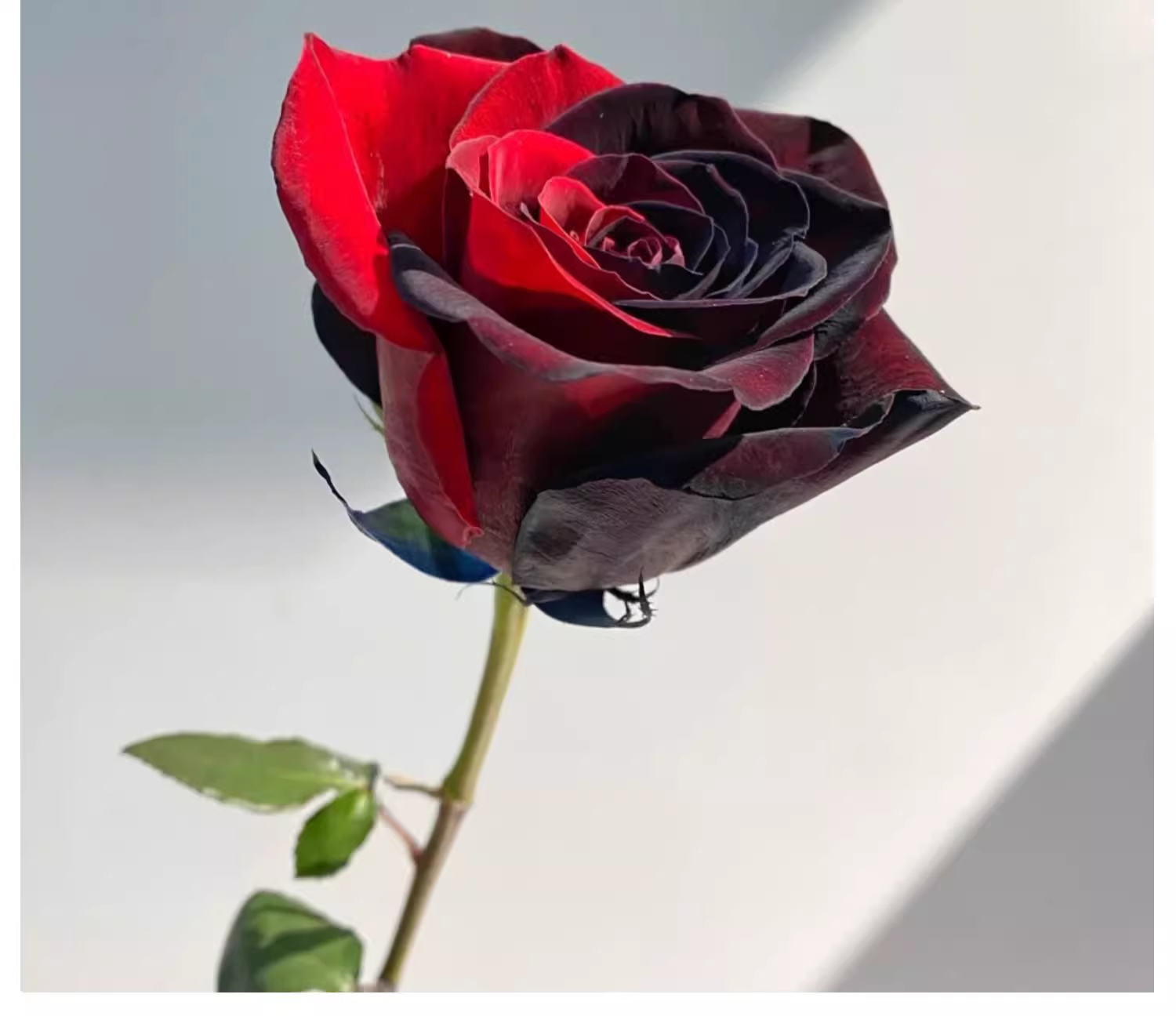 Carmen Rose - Twin Red Black Rose Seeds