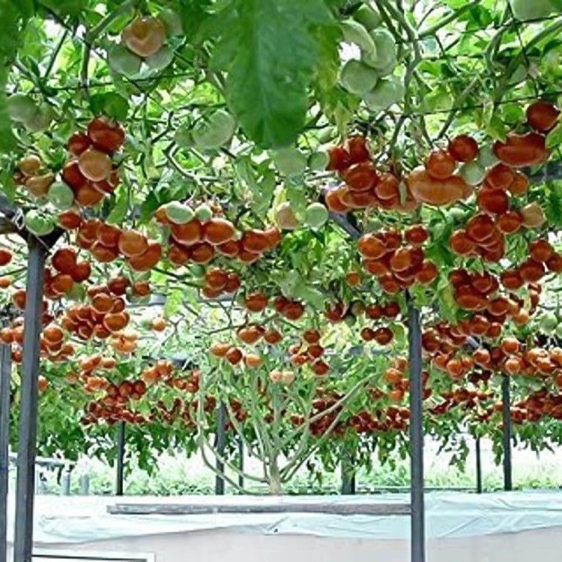Rare Organic Sweet Million Tomato Tree Seeds