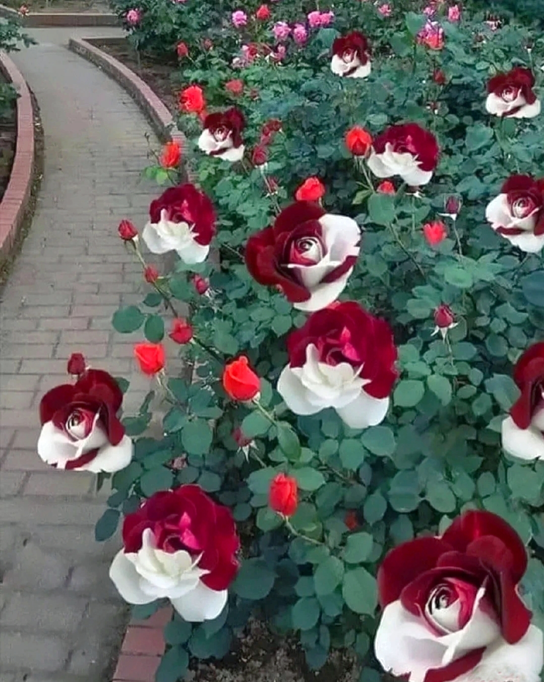 Rare Twin Roses - Seeds