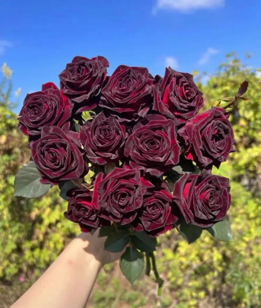 Black Baccara True Blood Hybrid Tea Rose Flower Seeds