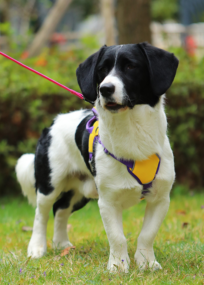 Dog Anti Breakaway Leash Vest Small And Medium Dog Walking Explosion Proof Punch