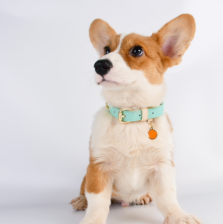 Colorblocked Leather Pet Collar For Small & Medium Dogs