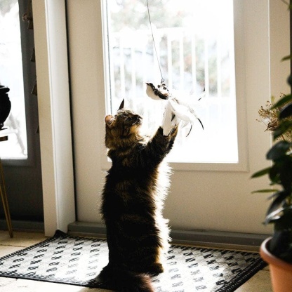 Interactive Bird Simulation Cat Toy Set 