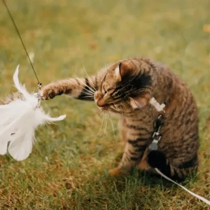 Interactive Bird Simulation Cat Toy Set 