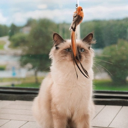 Interactive Bird Simulation Cat Toy Set 