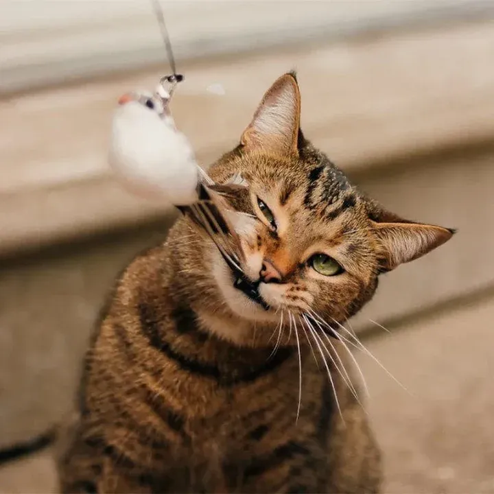 Interactive Bird Simulation Cat Toy Set 