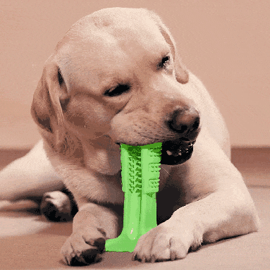 Dog Chew Toothbrush �C Bougie Dog Shop
