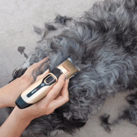 professional dog grooming clippers pet clippers dog hair cutter dog hair clippers dog grooming kit dog grooming clippers dog clipper