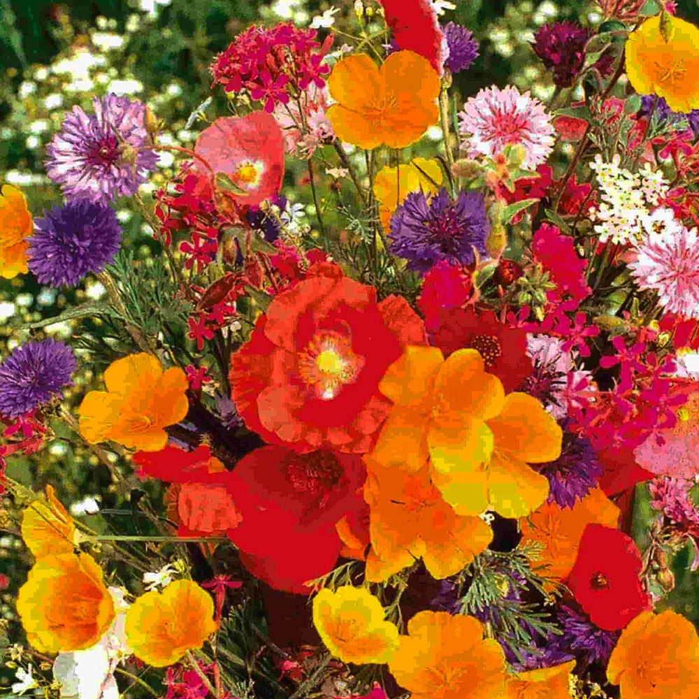🔥🎁5th Anniversary Sale-70% OFF-The Bright Mix of Colors-Flowers Mix Seeds