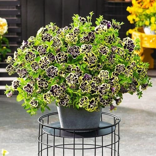 Black Pearl Double Petunia Seeds