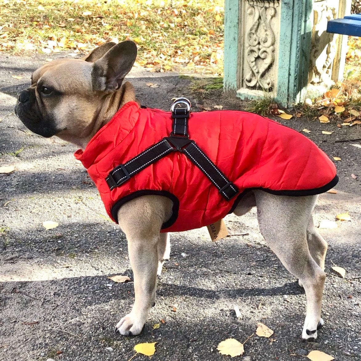 Furry Jacket 🐶Let dogs forget the cold in winter🐾