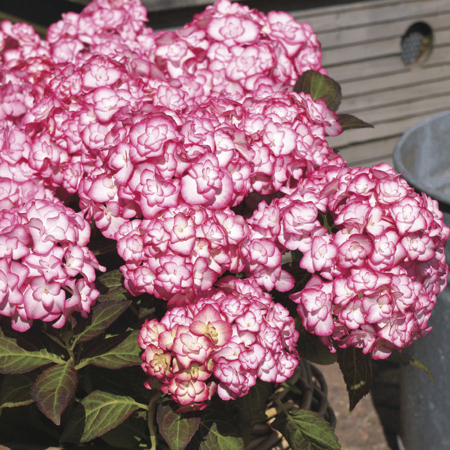 Outdoor hydrangea 'Miss Saori blue' 50 Seeds