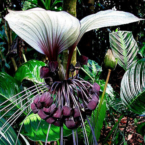 Rare Exotic White Bat Flower Seeds Tacca Integrifolia 