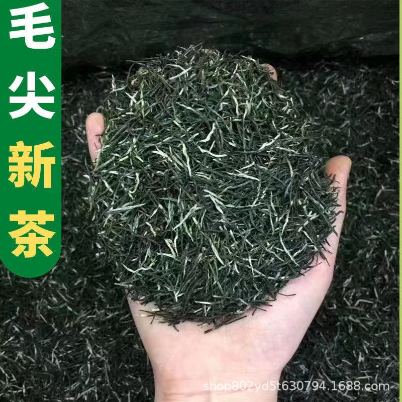直条毛尖