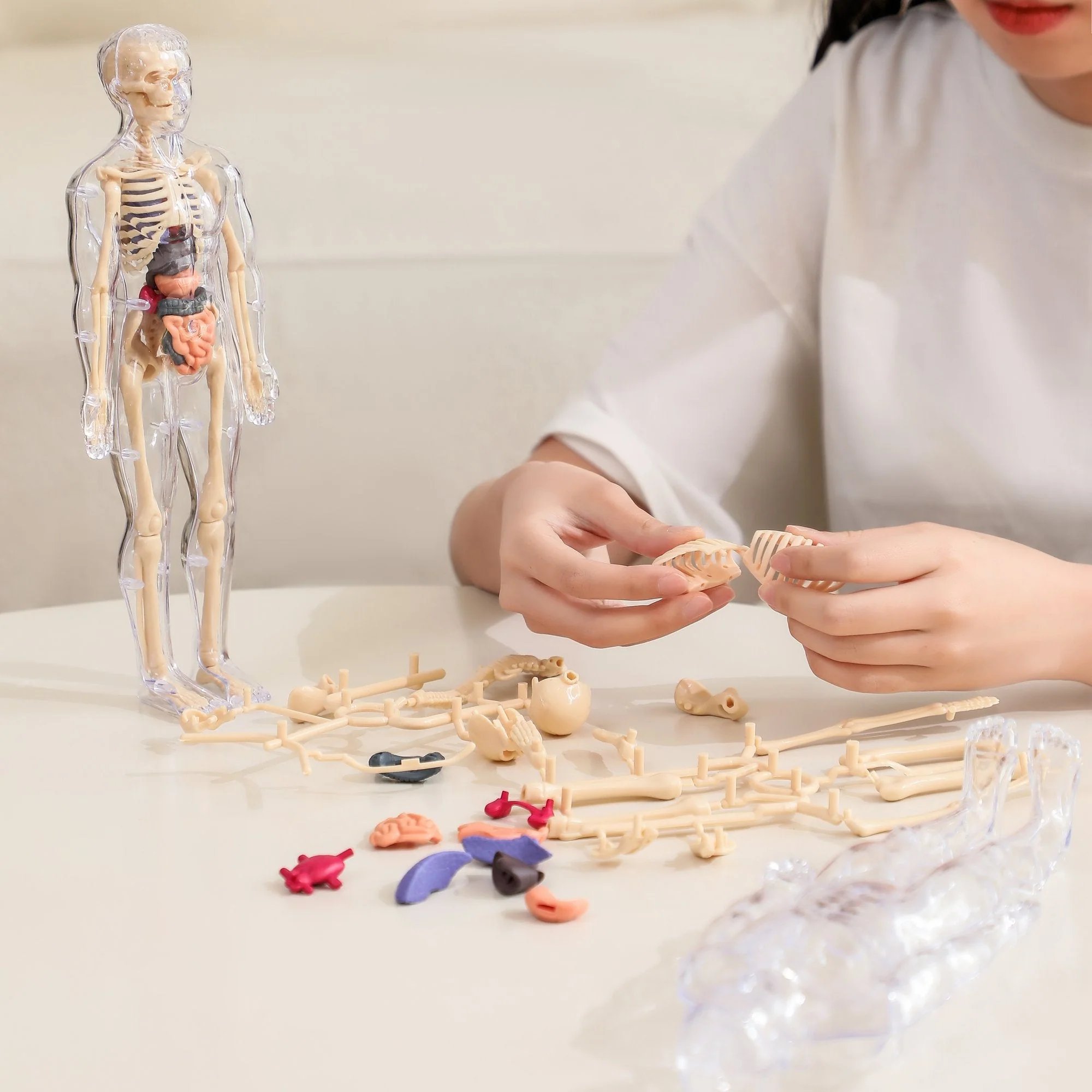 Clear Human Body Structure Model