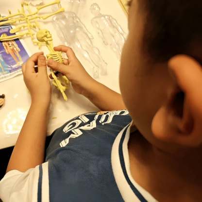 Clear Human Body Structure Model