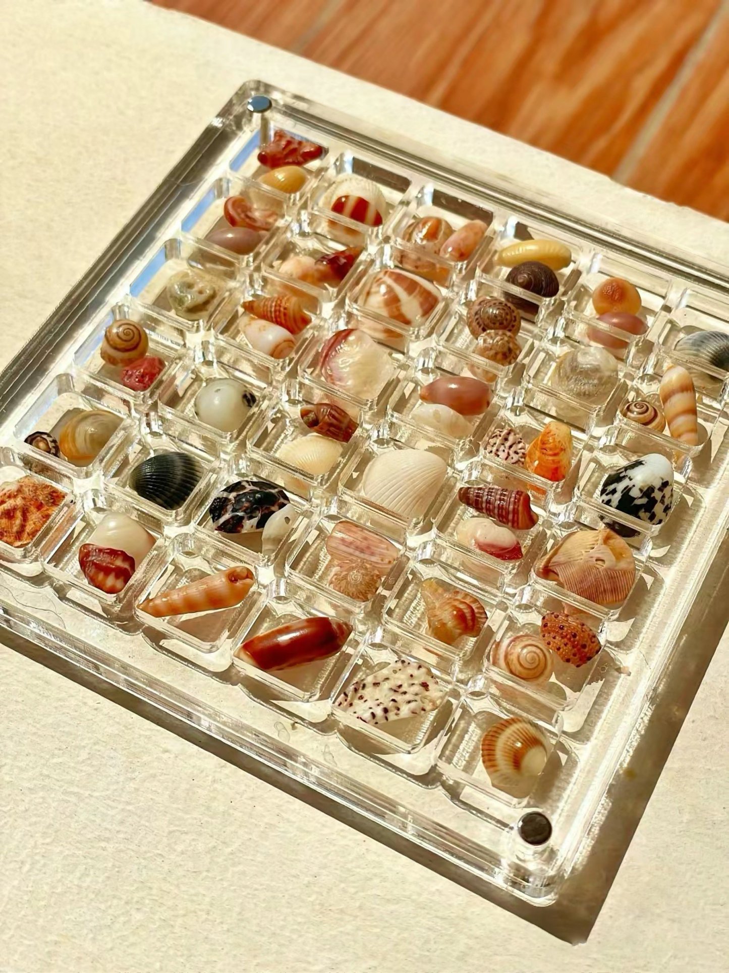 50% OFF -Acrylic Magnetic Seashell Display Box