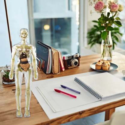 Clear Human Body Structure Model