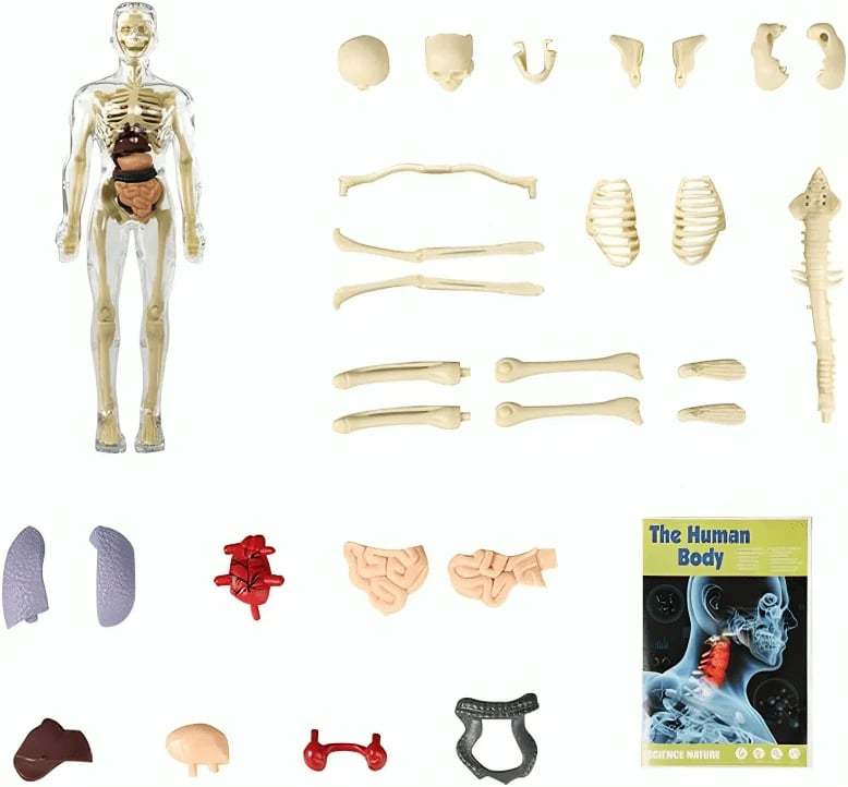 Clear Human Body Structure Model
