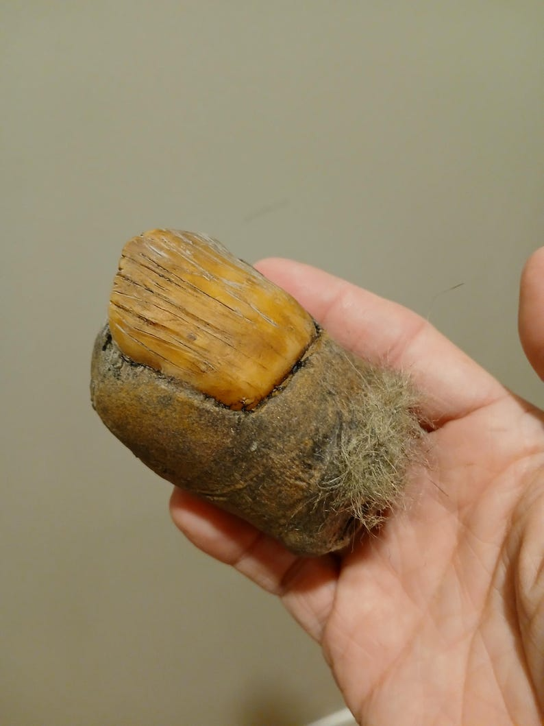 🦶Bigfoot Toe Sasquatch high quality hand sculpted prop