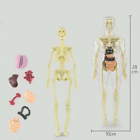 Clear Human Body Structure Model