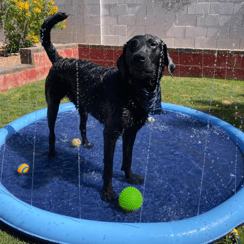 AquaPaws™ SplashPad