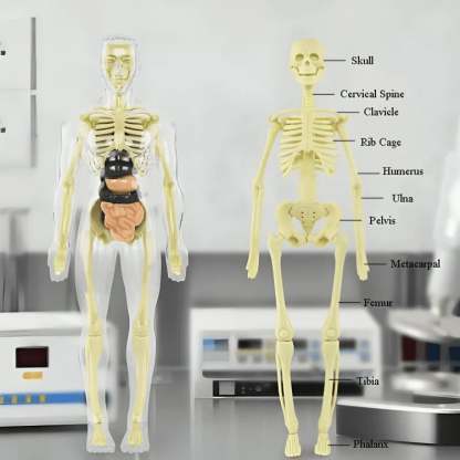 Clear Human Body Structure Model