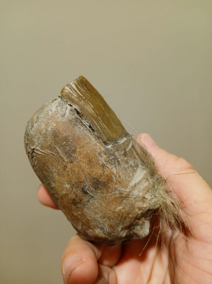 🦶Bigfoot Toe Sasquatch high quality hand sculpted prop