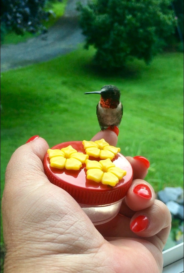 Personal Manual Hummingbird Feeder
