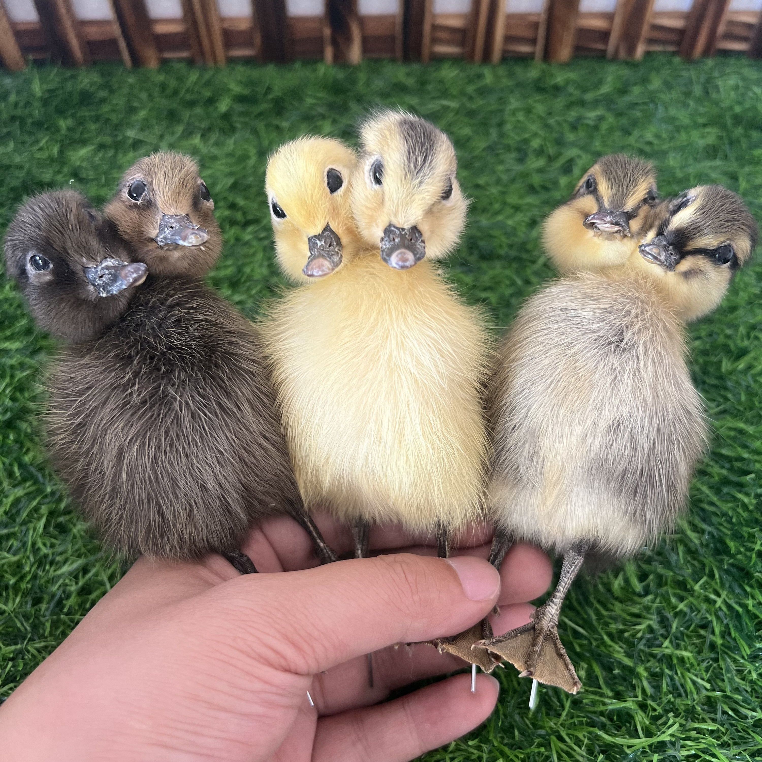 Thriller Strange 2-Head 1:1 Duck Taxidermy Duckling Bizarre Gift