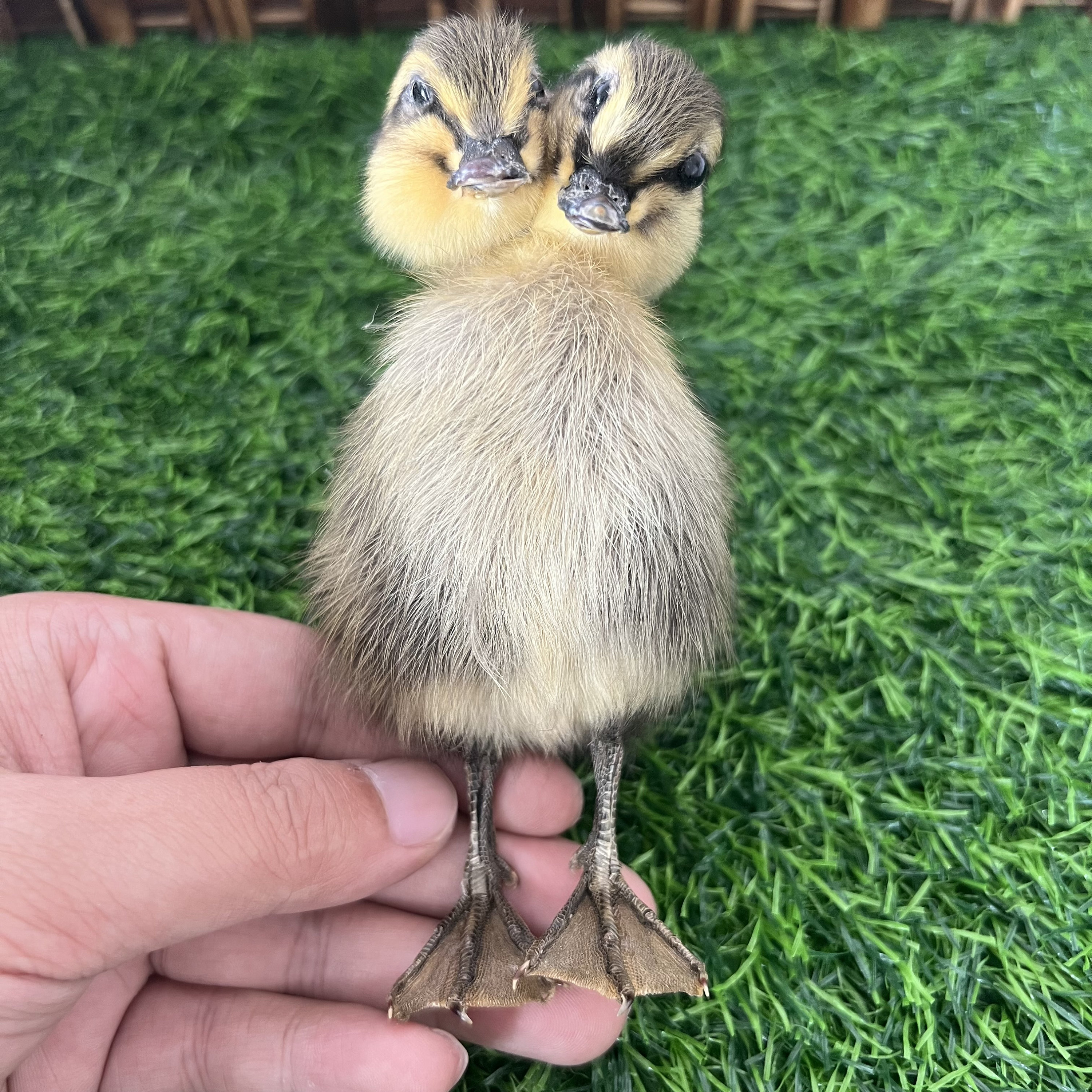 Thriller Strange 2-Head 1:1 Duck Taxidermy Duckling Bizarre Gift