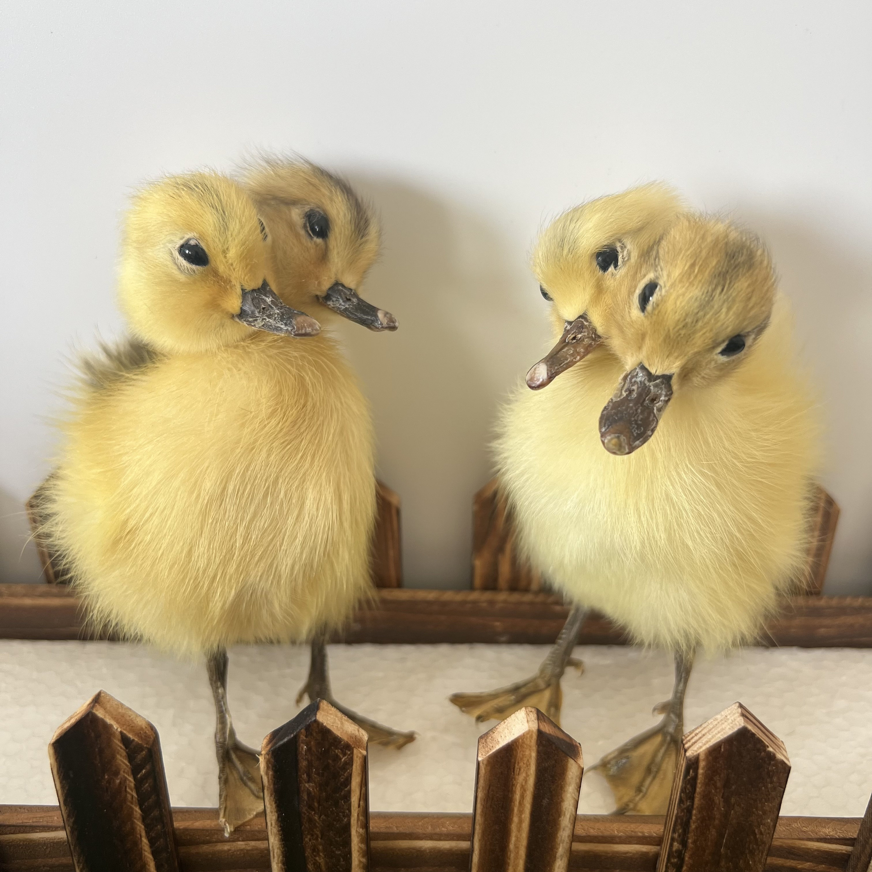 Thriller Strange 2-Head 1:1 Duck Taxidermy Duckling Bizarre Gift