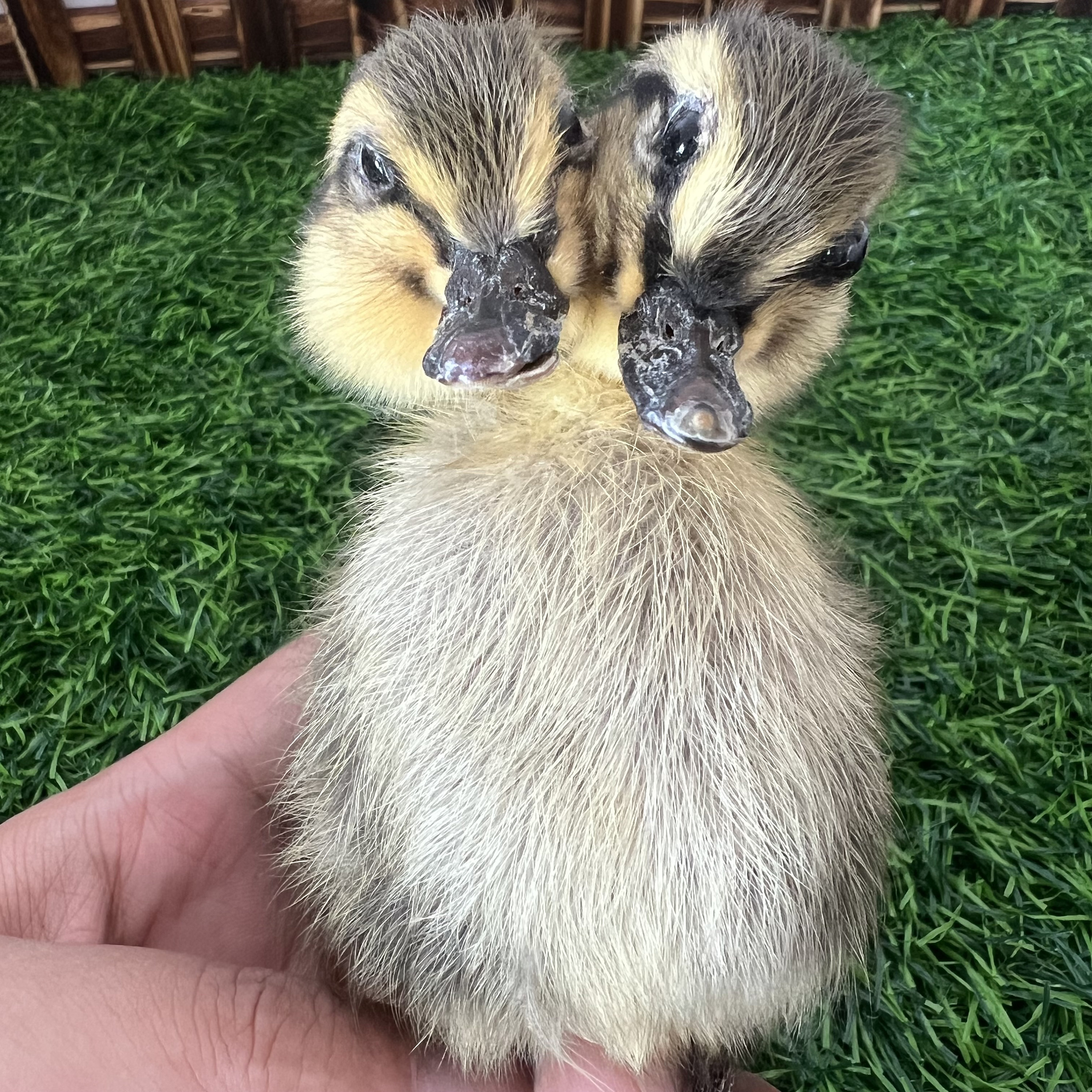 Thriller Strange 2-Head 1:1 Duck Taxidermy Duckling Bizarre Gift
