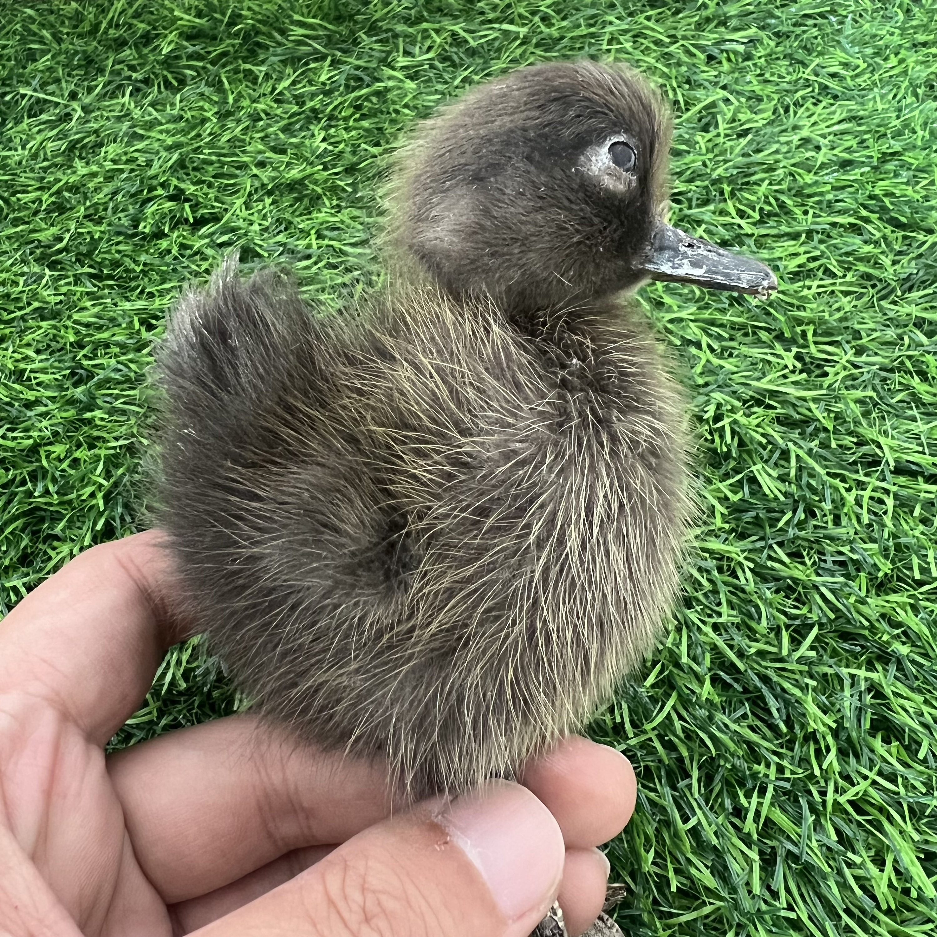 Thriller Strange 2-Head 1:1 Duck Taxidermy Duckling Bizarre Gift