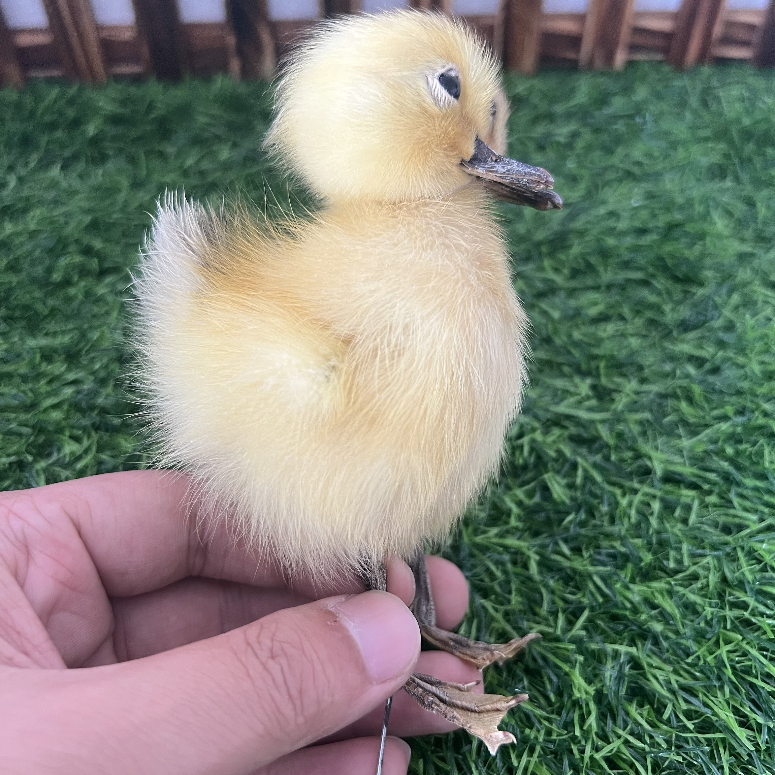 Thriller Strange 2-Head 1:1 Duck Taxidermy Duckling Bizarre Gift
