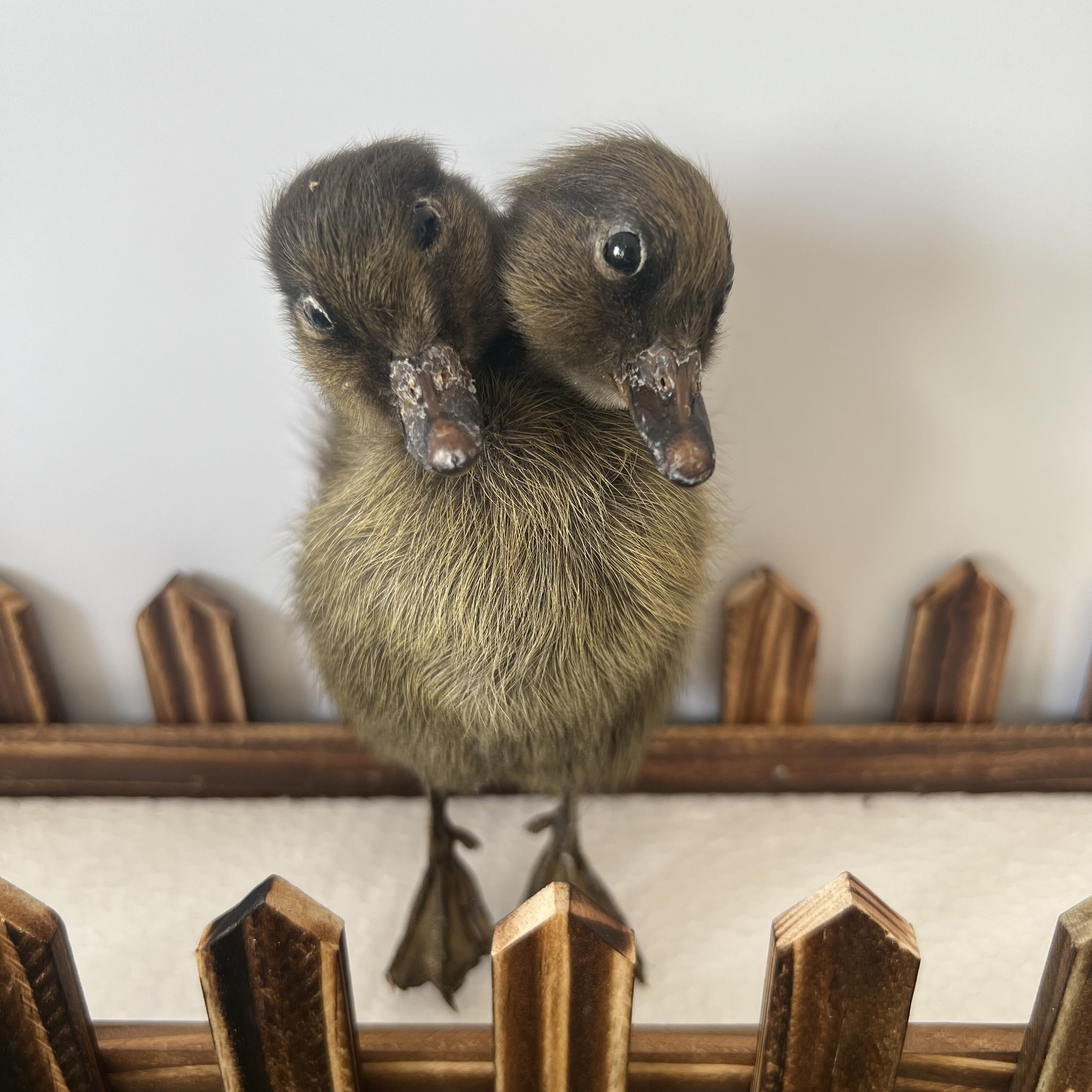 Thriller Strange 2-Head 1:1 Duck Taxidermy Duckling Bizarre Gift