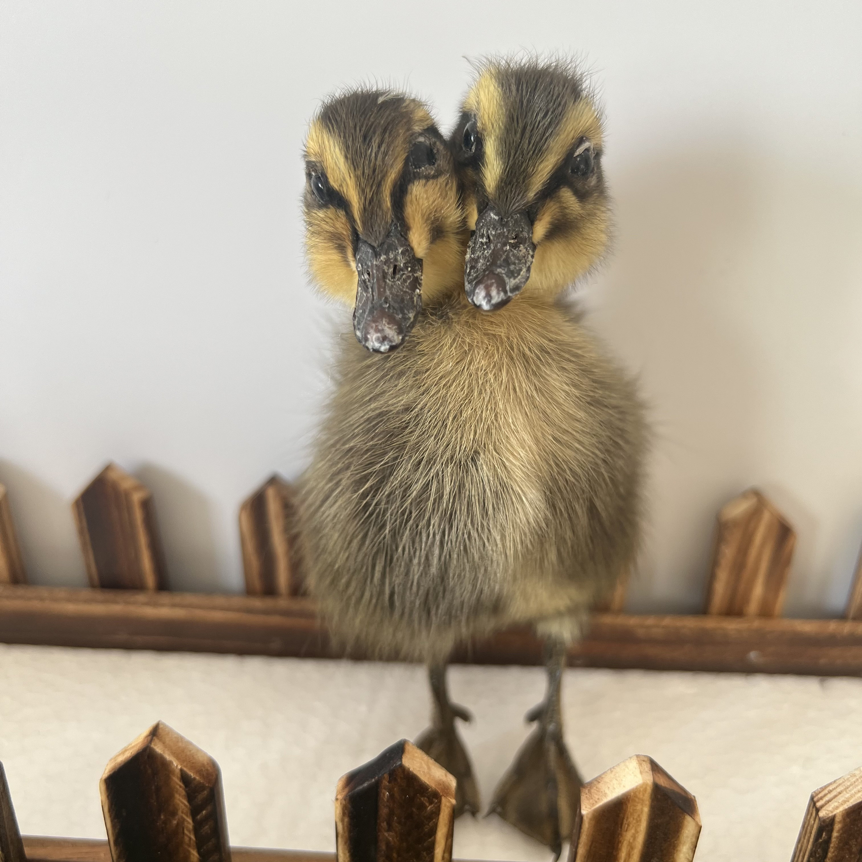 Thriller Strange 2-Head 1:1 Duck Taxidermy Duckling Bizarre Gift