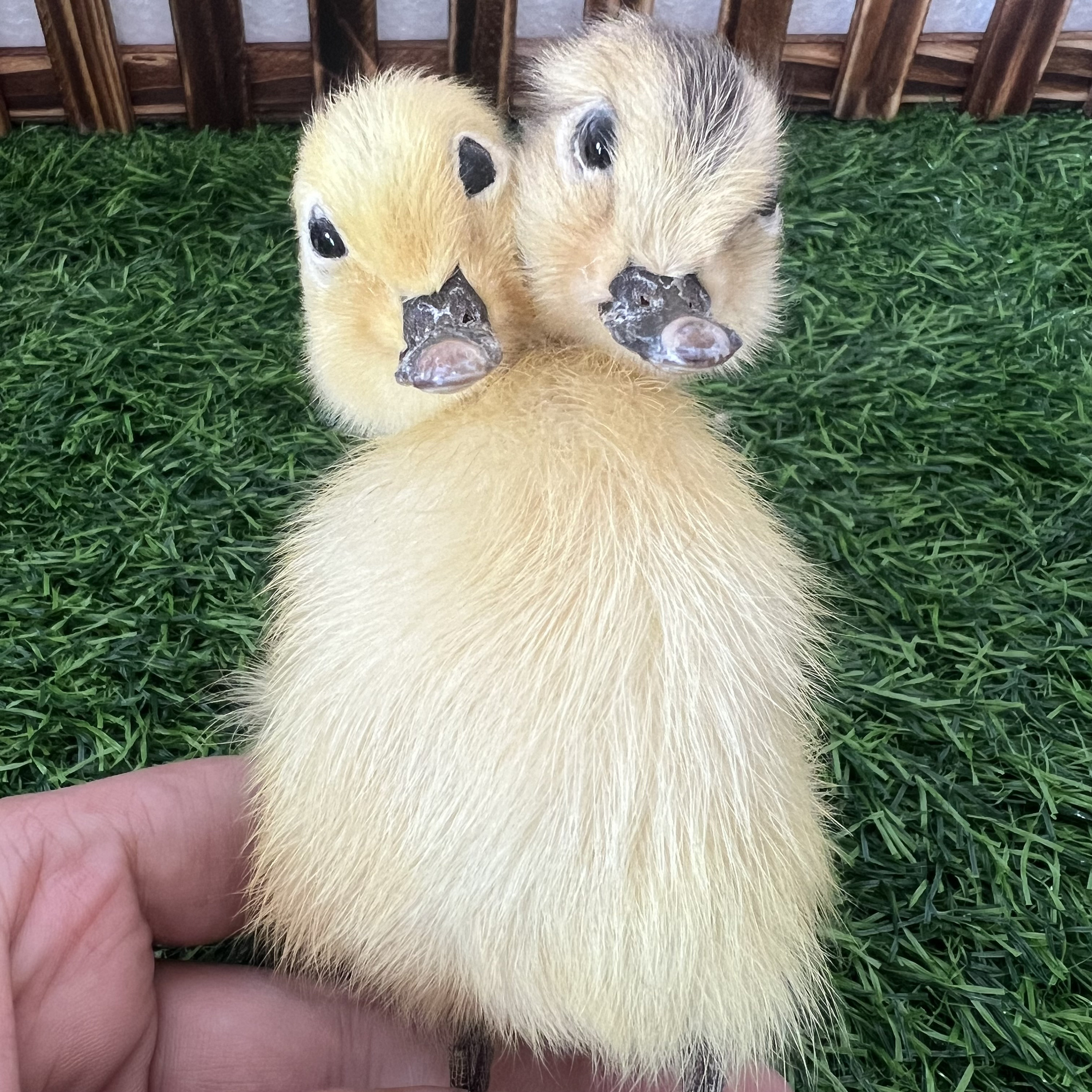 Thriller Strange 2-Head 1:1 Duck Taxidermy Duckling Bizarre Gift