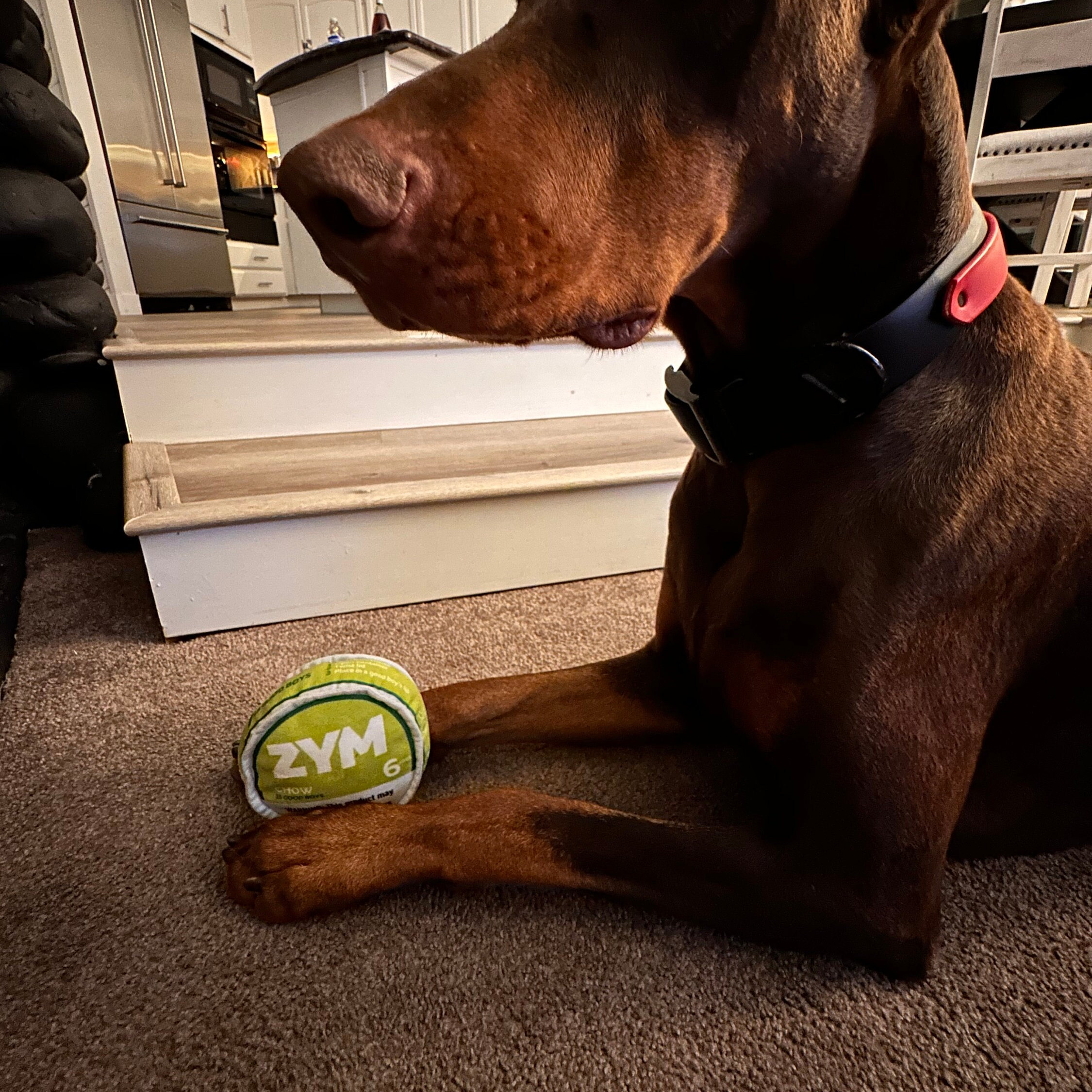 The Ultimate Dog Toy for Playful Pooches(Squeaker Inside)