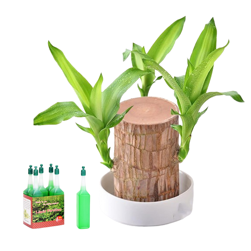 Lucky Brazil Wood Potted Plant